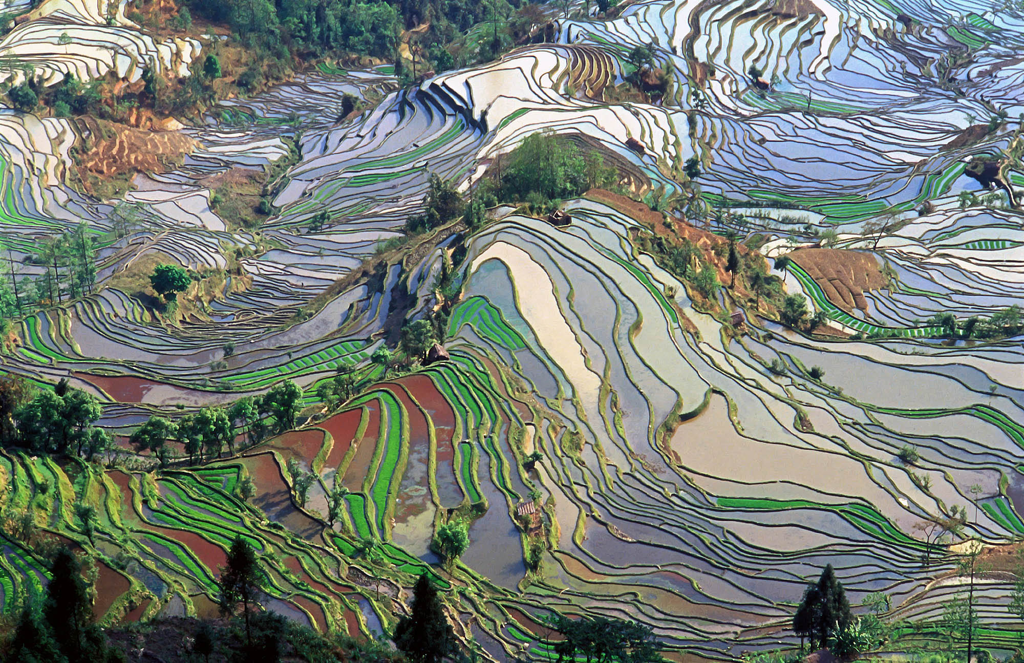 Pirinç tarlaları - Yunnan- China