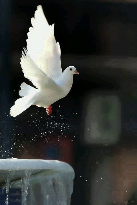 Beyaz güvercin'
